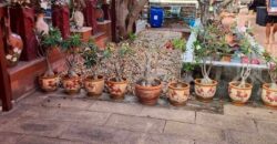 Chokchai Garden Home 2 4-Bed House for Sale, Pattaya
