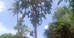 Huai Yai 380 Sq.Wah Land for Sale, Soi Huai Nai Chin