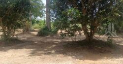 Huai Yai 380 Sq.Wah Land for Sale, Soi Huai Nai Chin